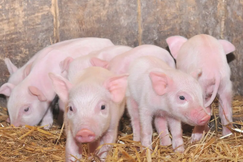 養豬人必看-仔豬斷奶應激原理、影響因素及預防方法